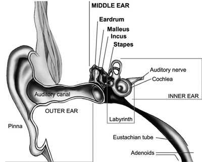 parts of outer ear diagram