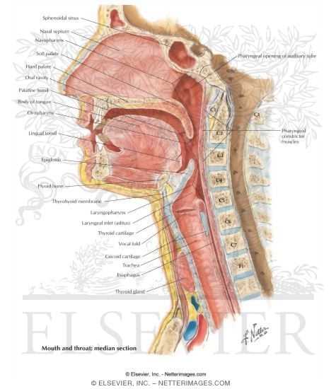 parts of the mouth and throat diagram