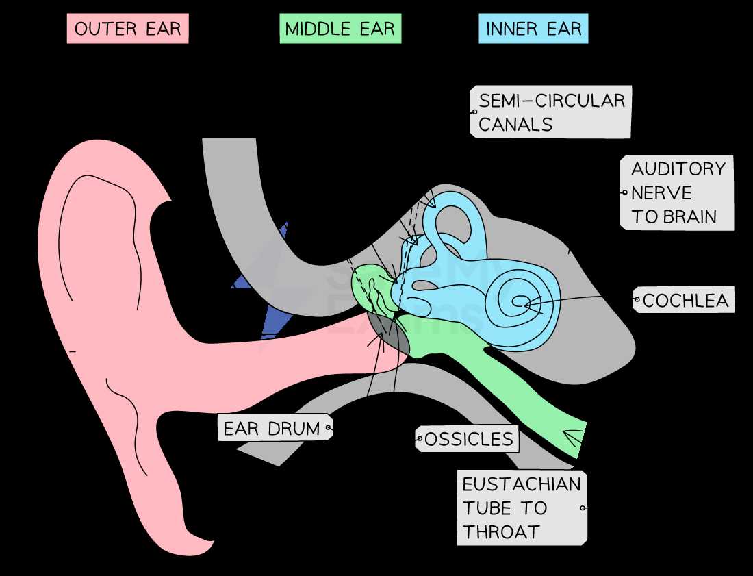 parts of an ear diagram