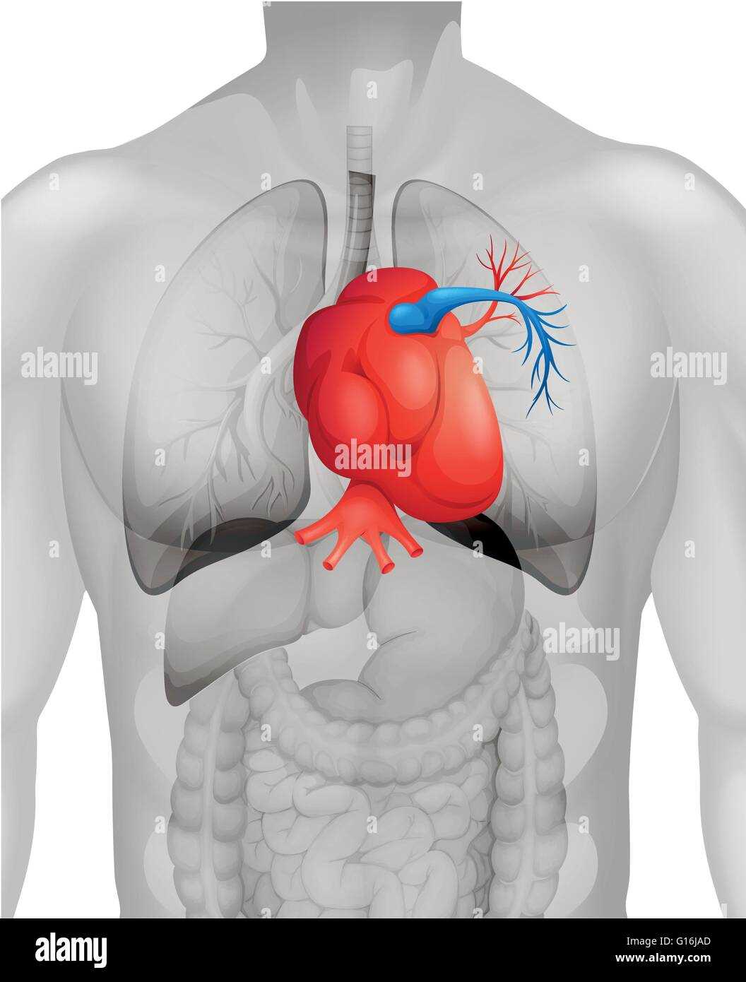 parts of human heart diagram