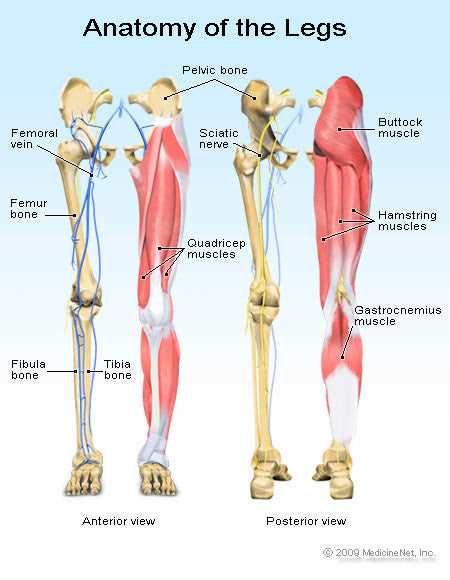 parts of leg diagram