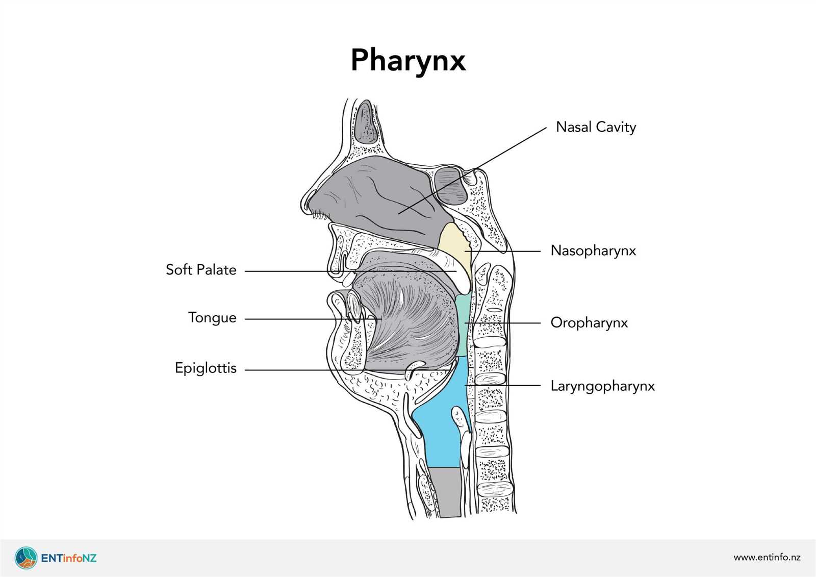 parts of the mouth and throat diagram