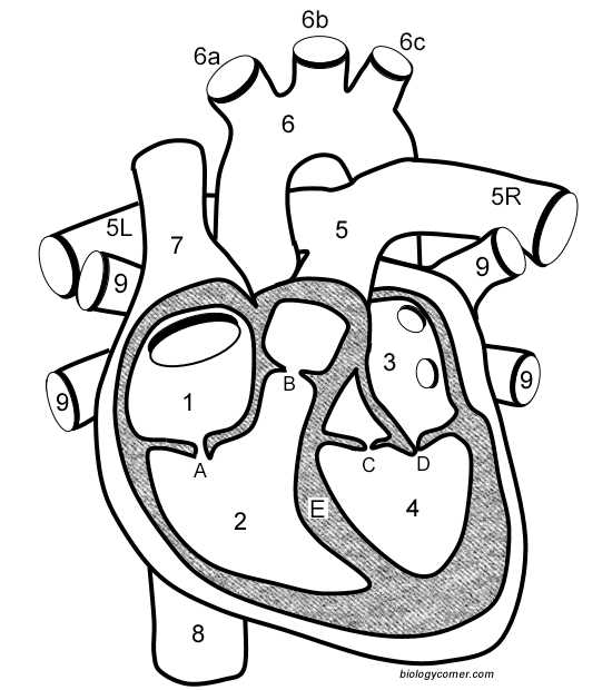 parts of your heart diagram