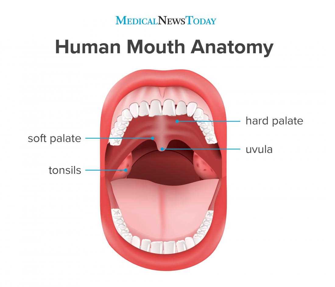 parts of the mouth and throat diagram