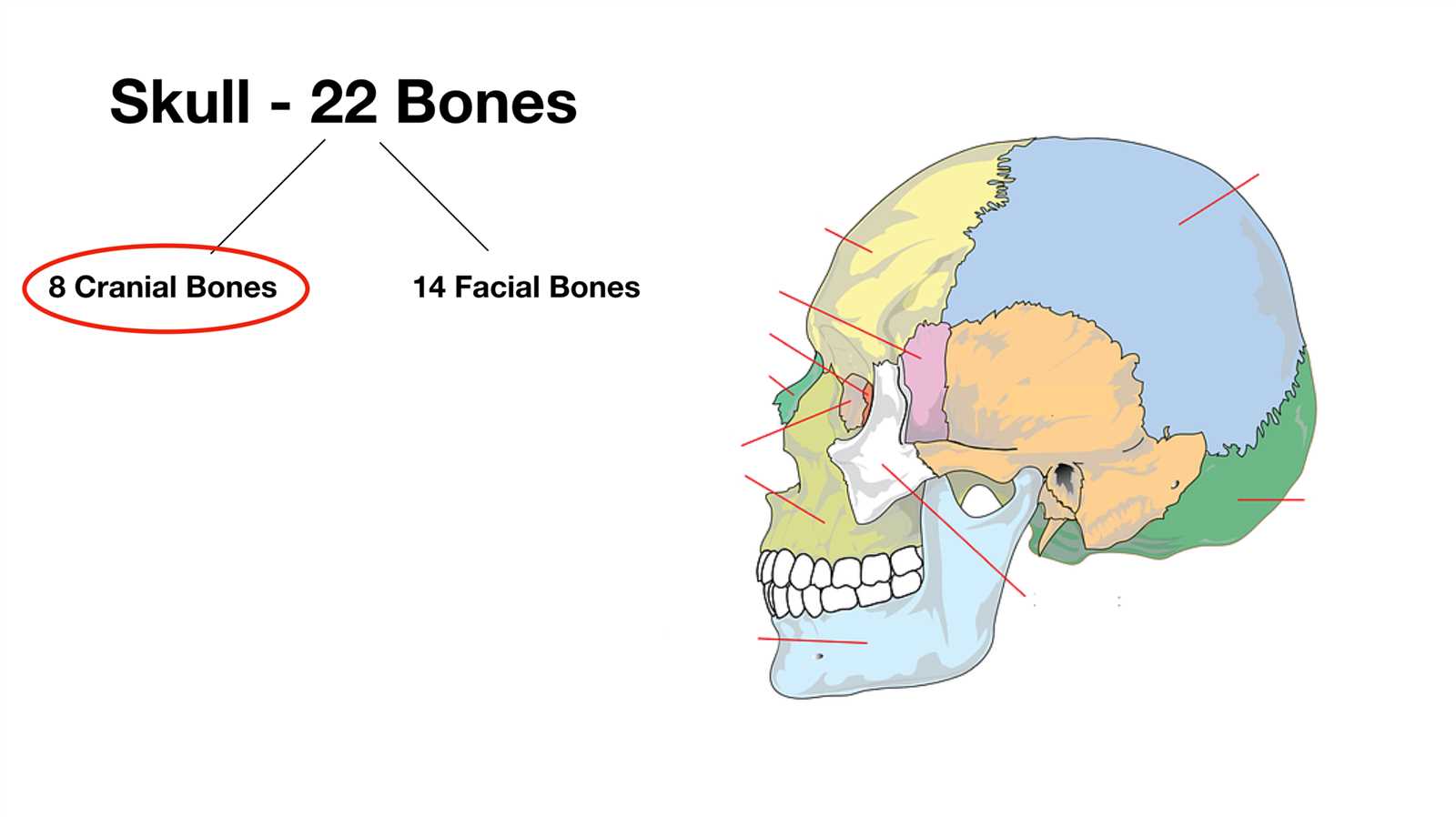 parts of the human skull diagram