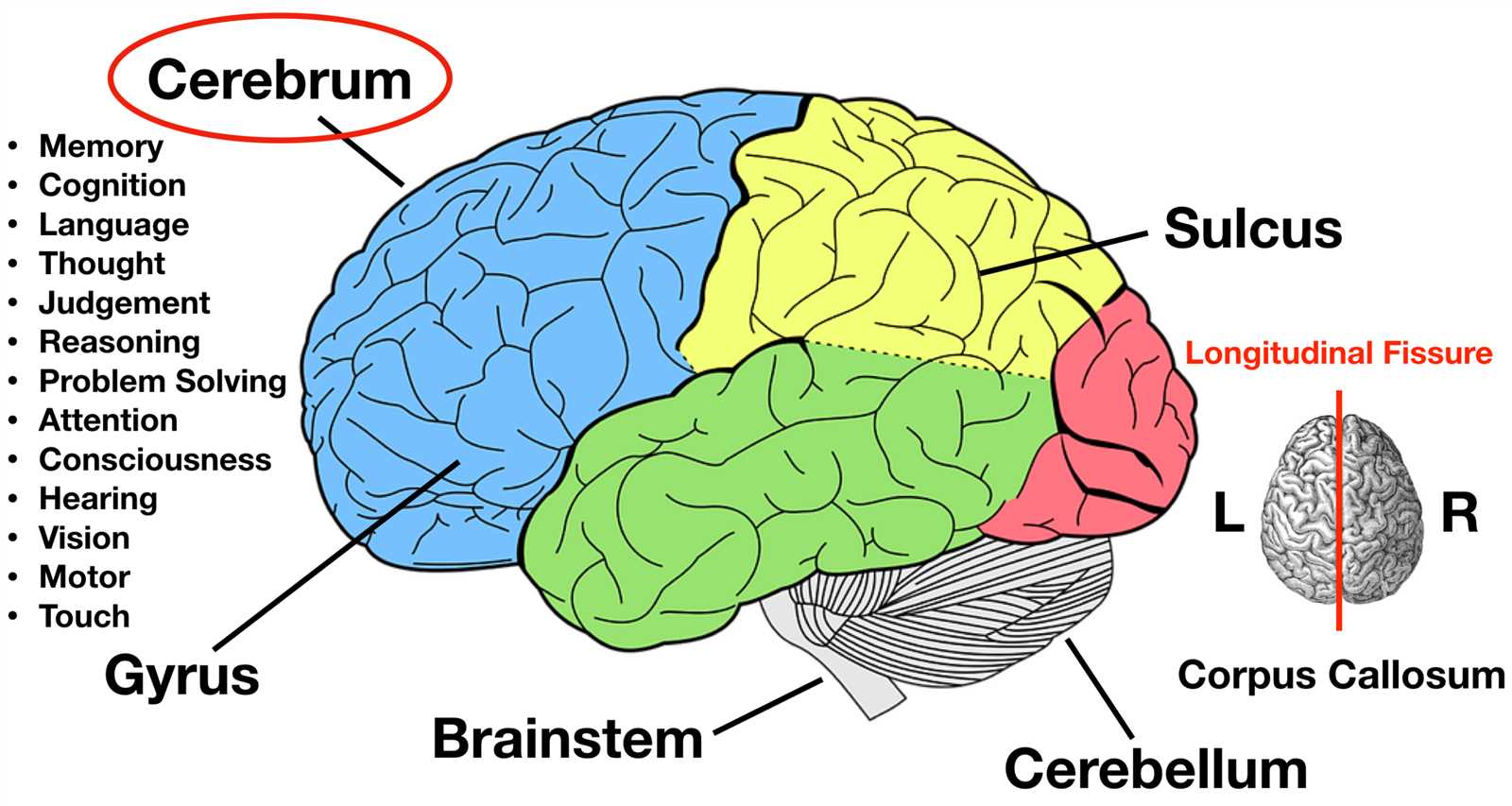 parts of the brain diagram labeled