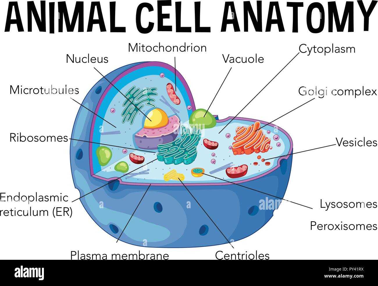 parts of an animal cell diagram