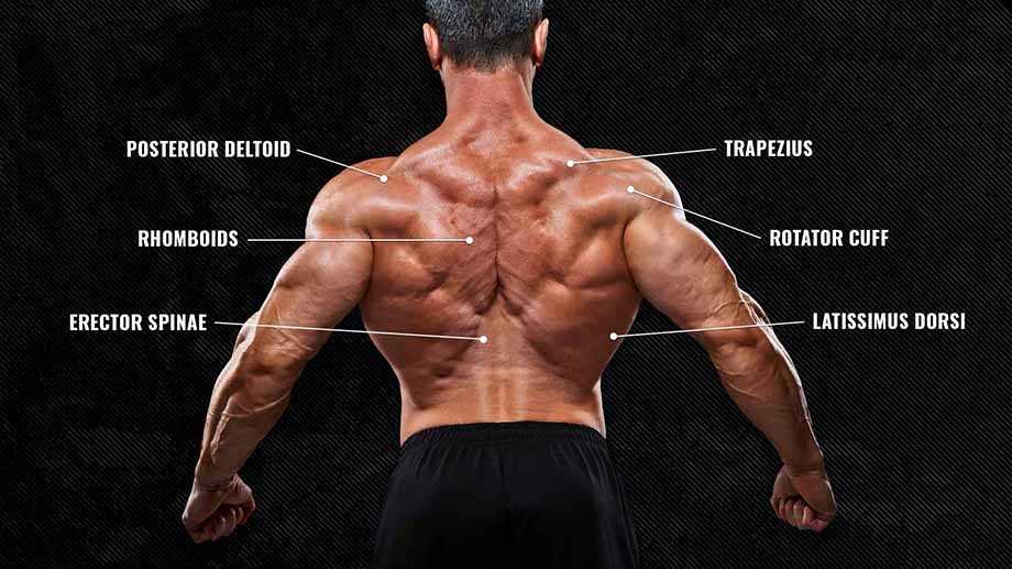 parts of your back diagram