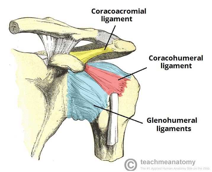 shoulder parts diagram