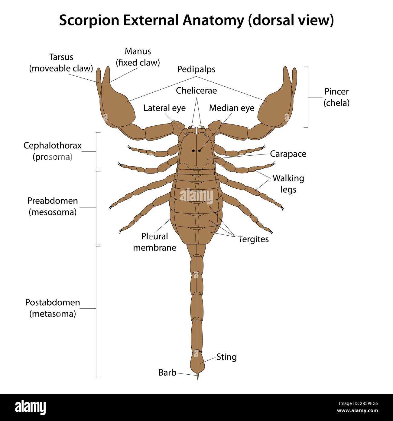 scorpion body parts diagram