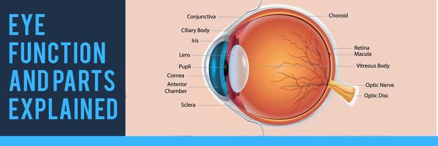 parts of the eye diagram and functions