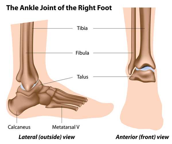 parts of the ankle diagram