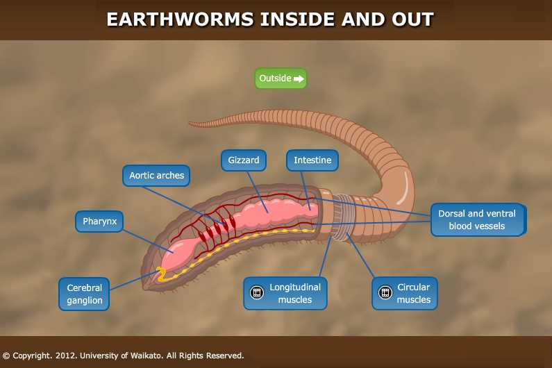 parts of a worm diagram