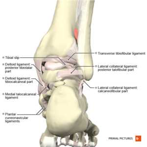 parts of the bottom of the foot diagram