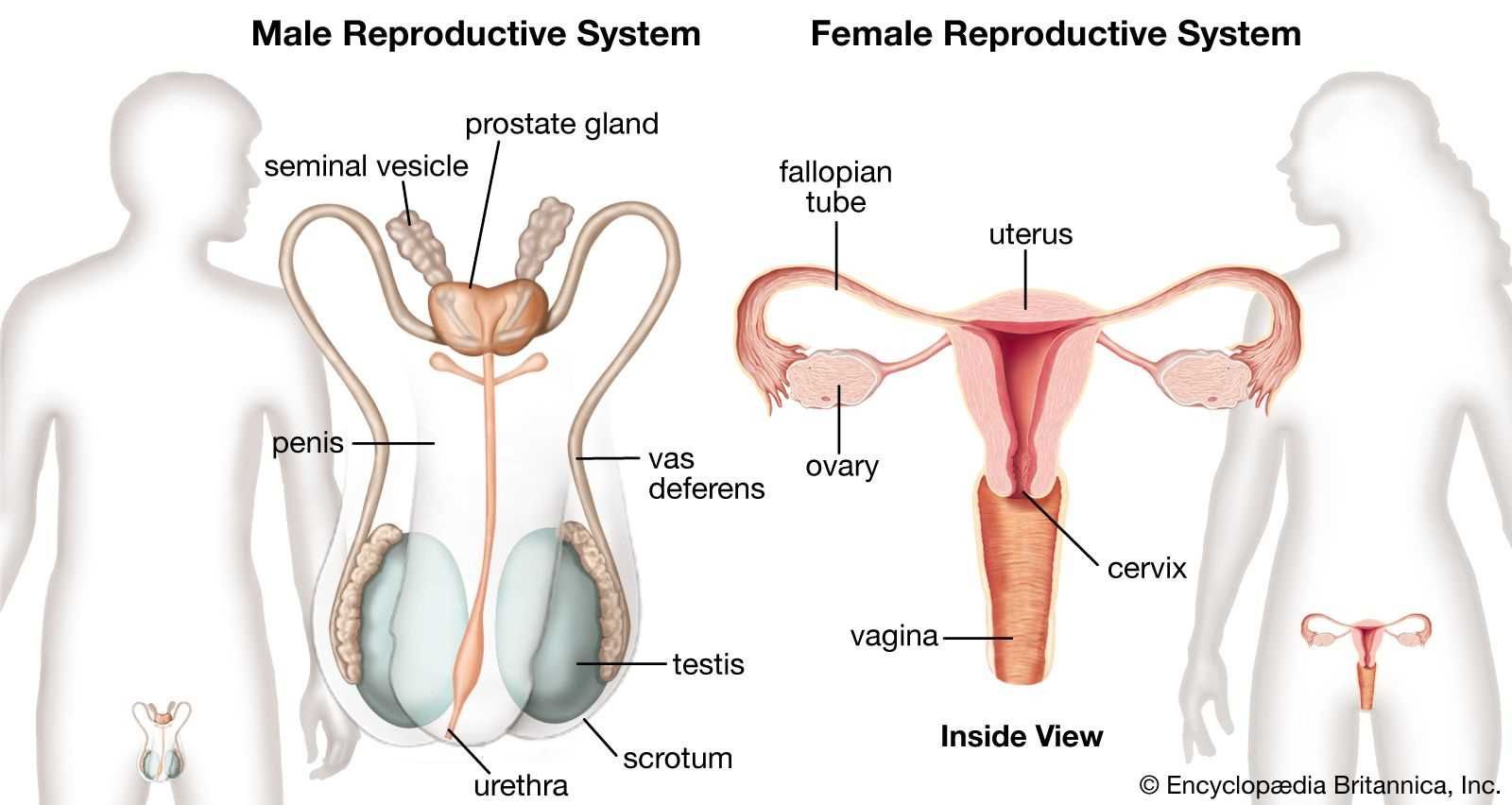 parts of male reproductive system diagram