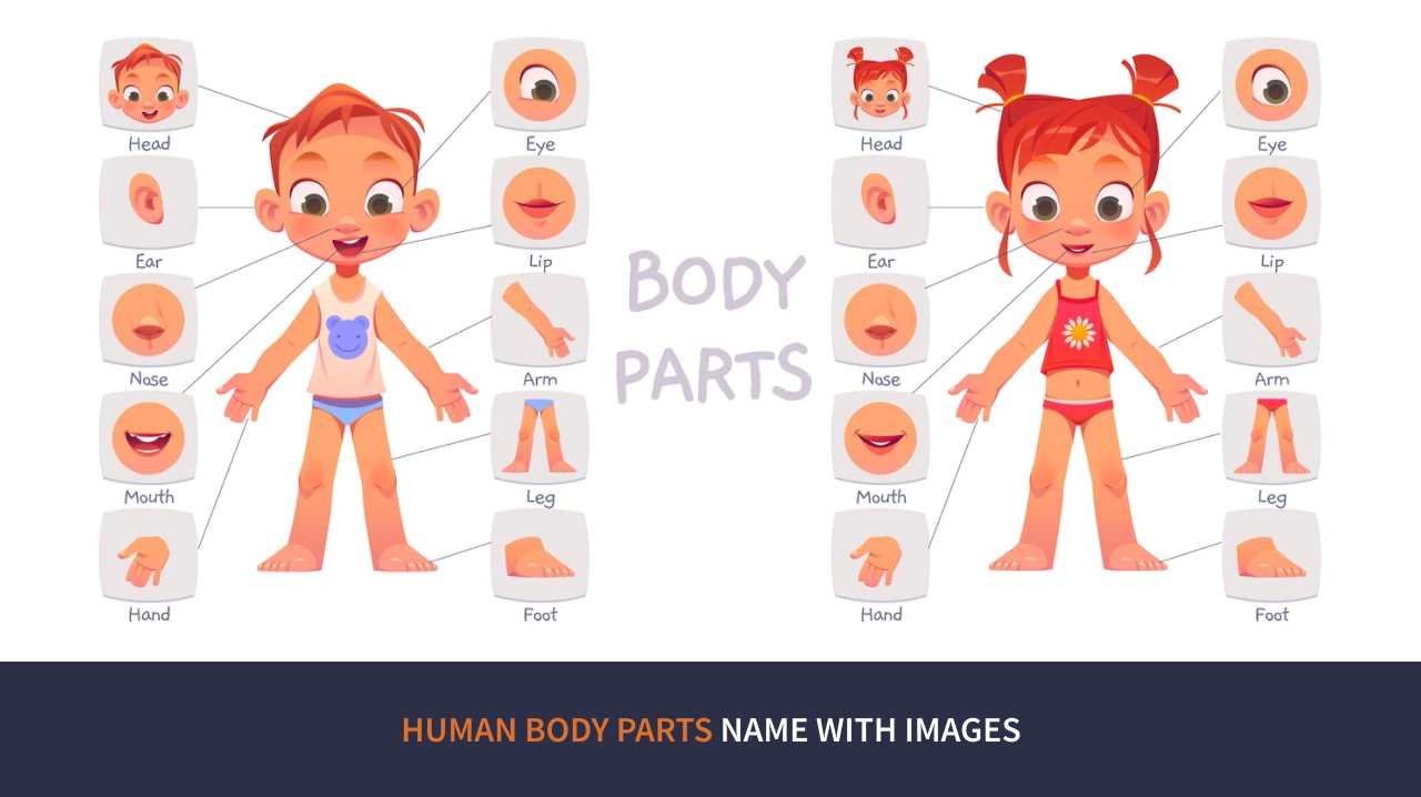 parts of human body diagram