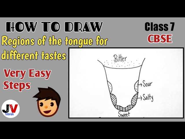 tongue taste parts diagram