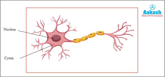 parts of the neuron diagram