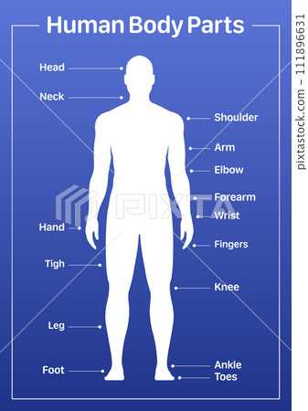 the human body parts diagram