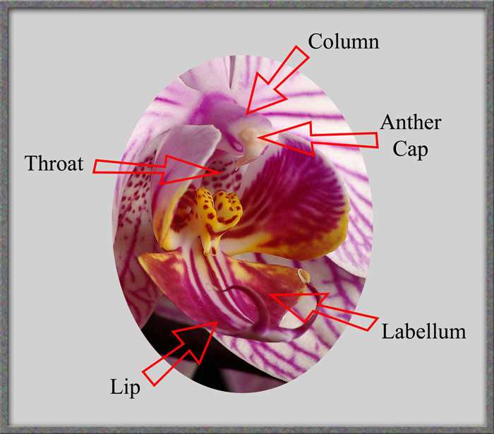 parts of an orchid diagram