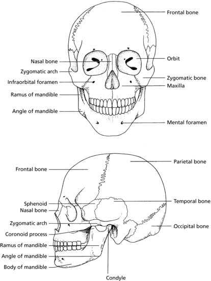 parts of skull diagram