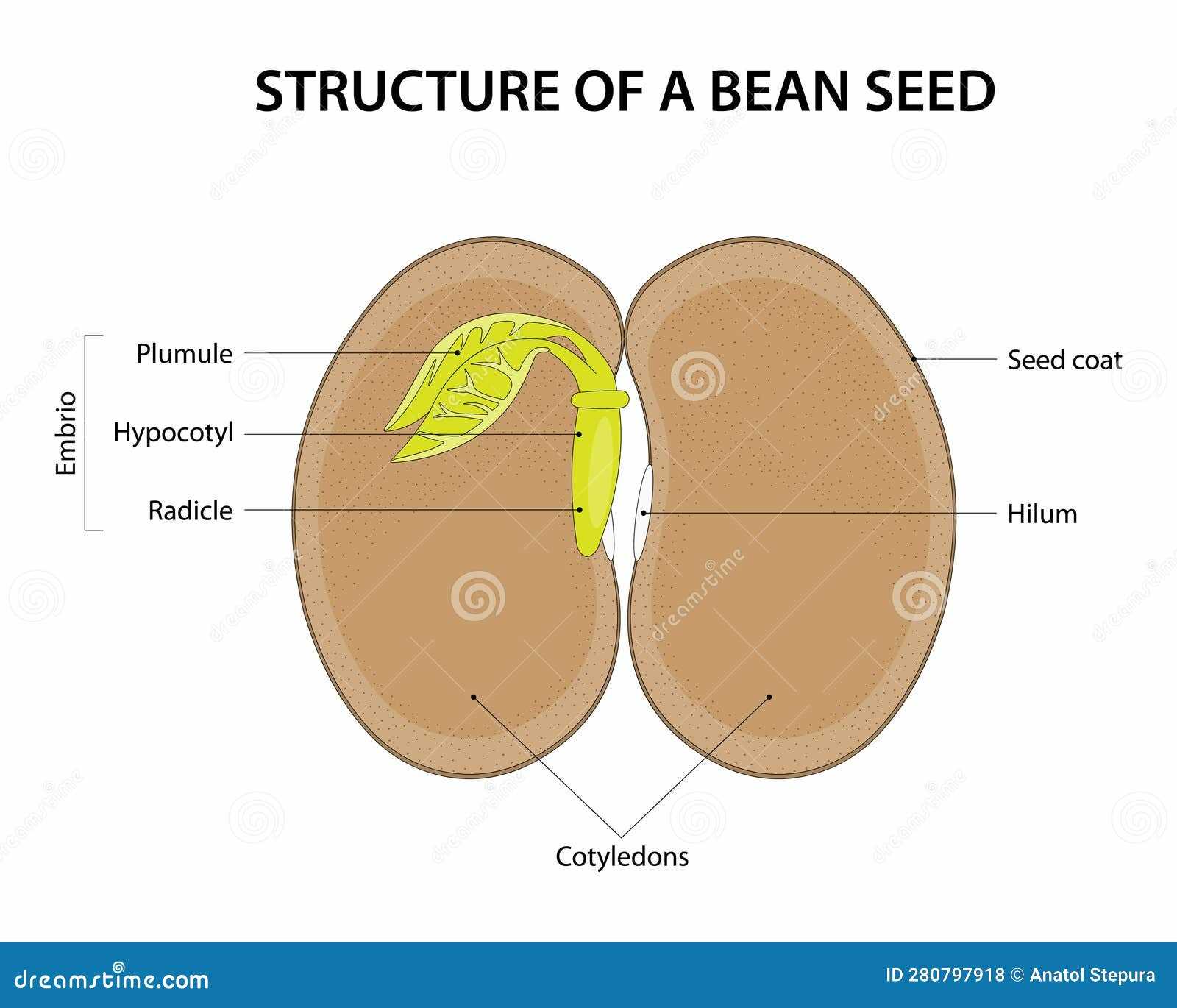 seed parts diagram