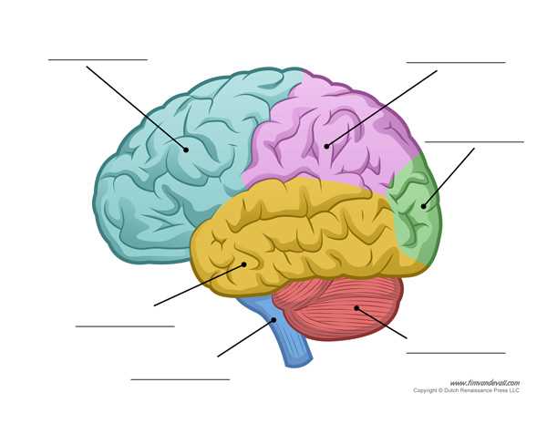 parts of the brain diagram quiz