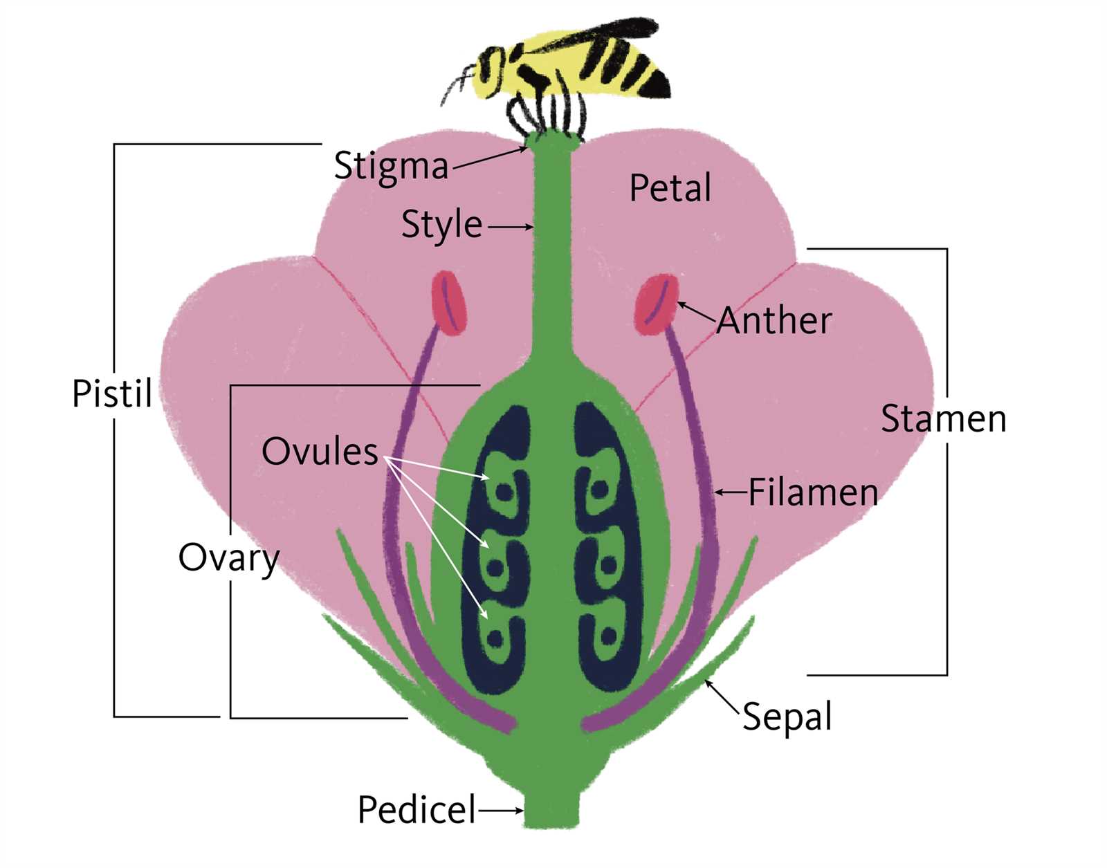parts of flower diagram labeled