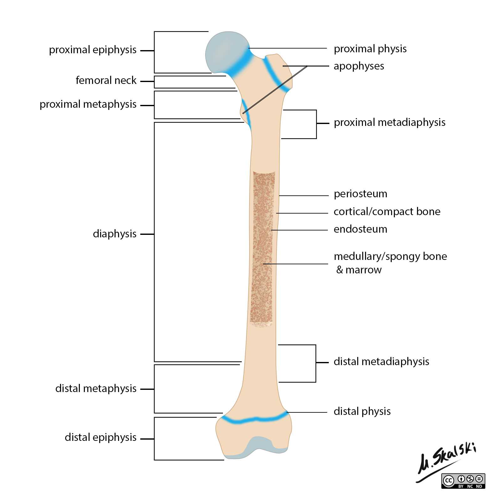 parts of long bone diagram