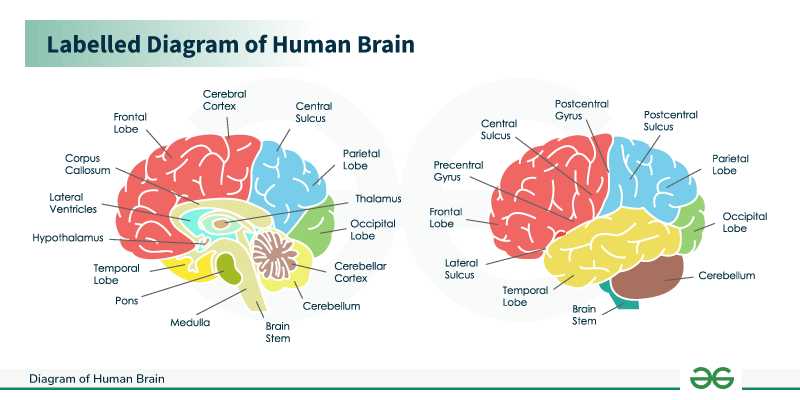 parts of the brain diagram labeled