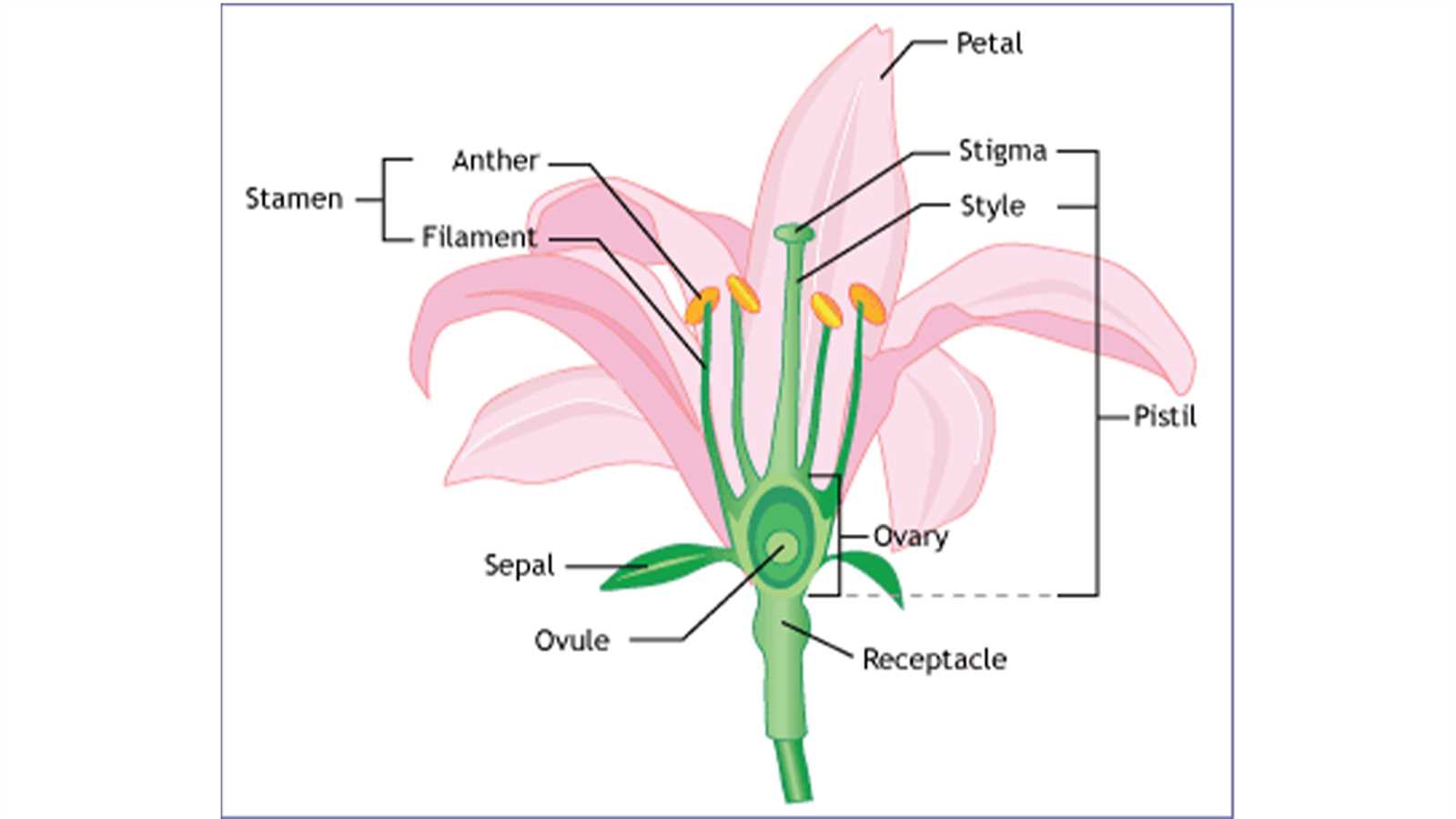 reproductive parts of a flower diagram