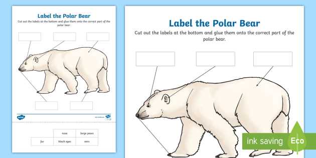 polar bear body parts diagram