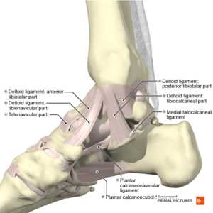 parts of the ankle diagram