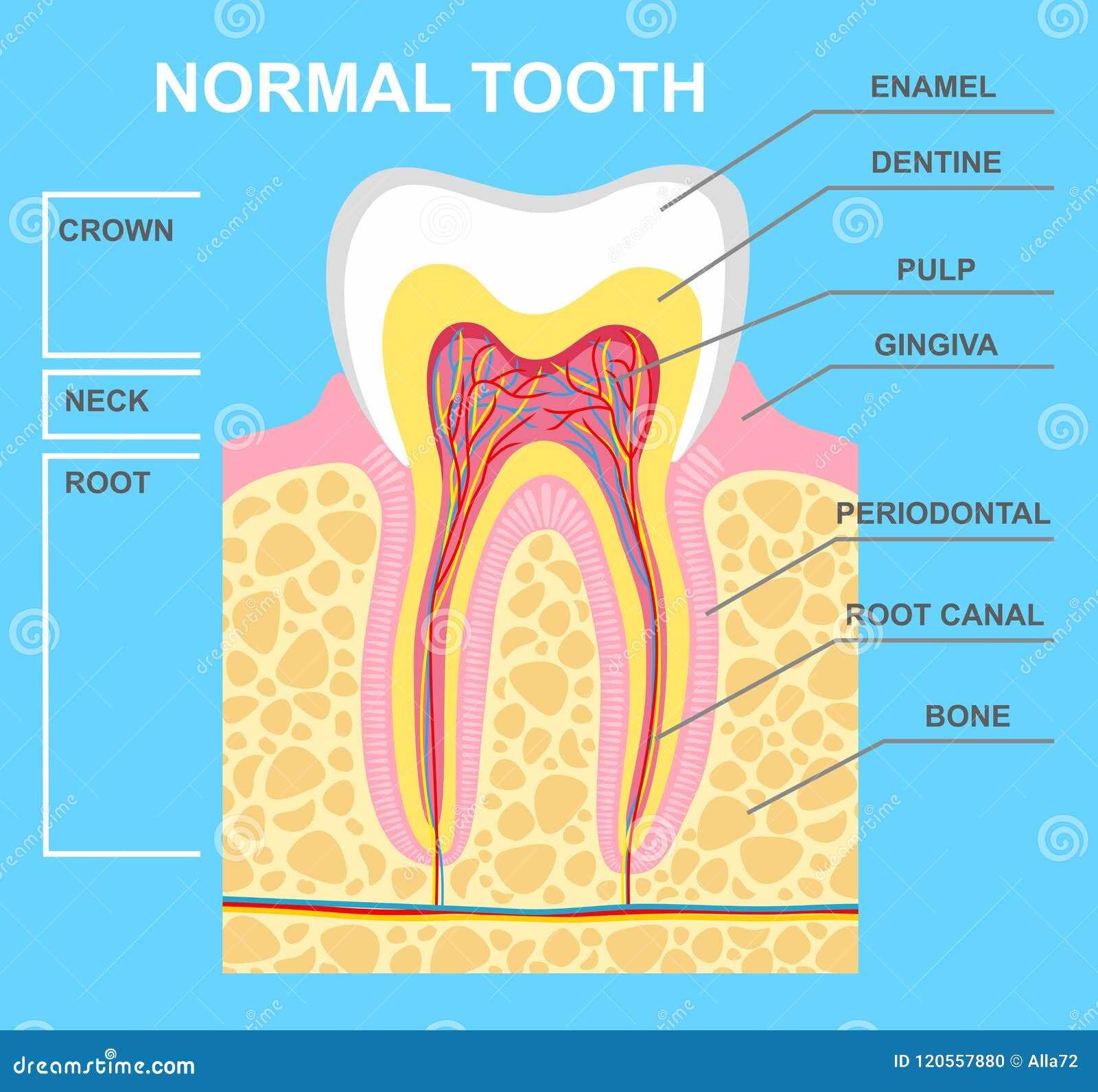 parts of teeth diagram