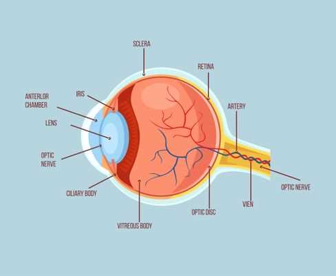 parts of human eye diagram