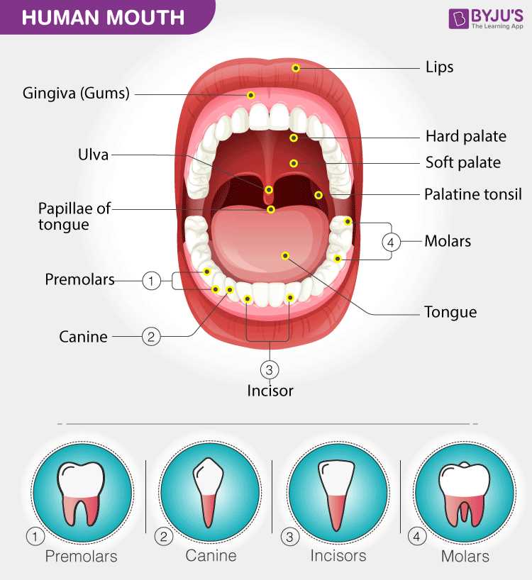 parts of mouth diagram