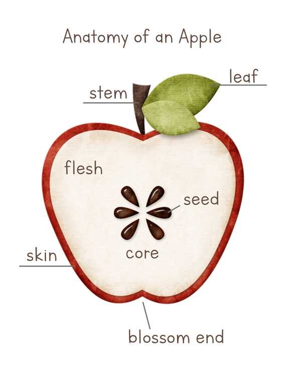 parts of an apple tree diagram