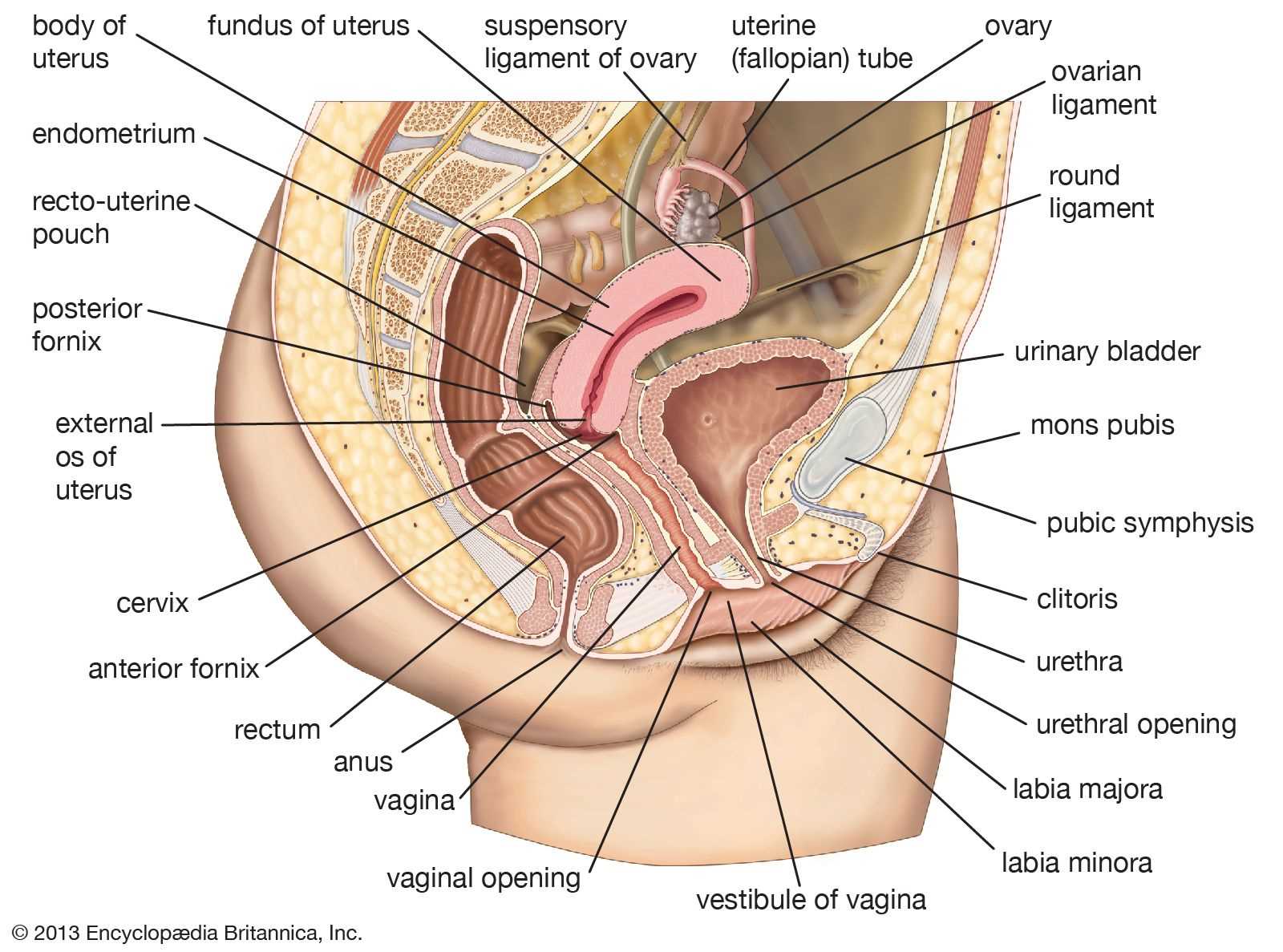 womens parts diagram