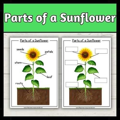 parts of sunflower diagram