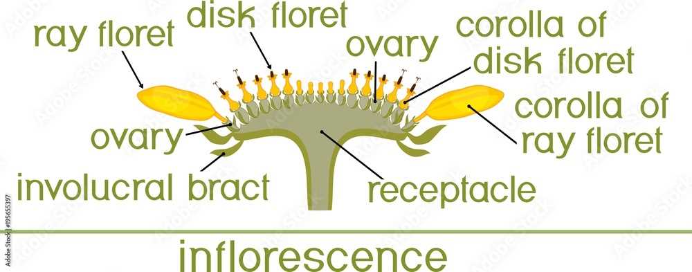 sunflower disc parts diagram