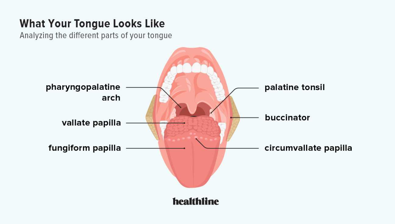 tongue taste parts diagram