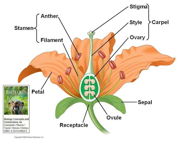 parts of flower diagram labeled