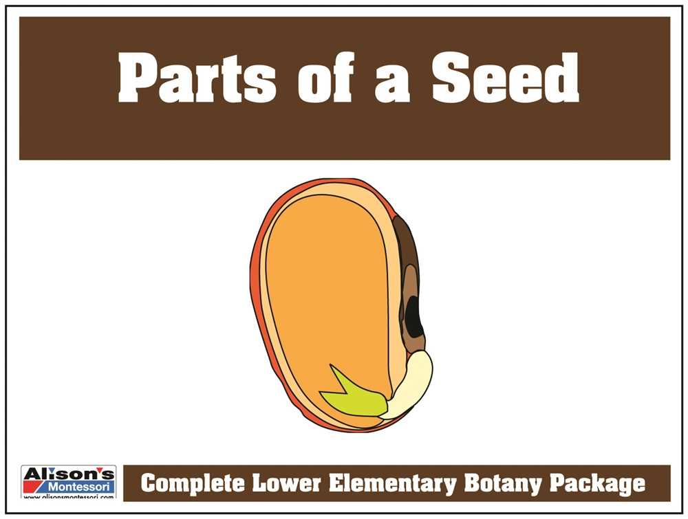 seed parts diagram