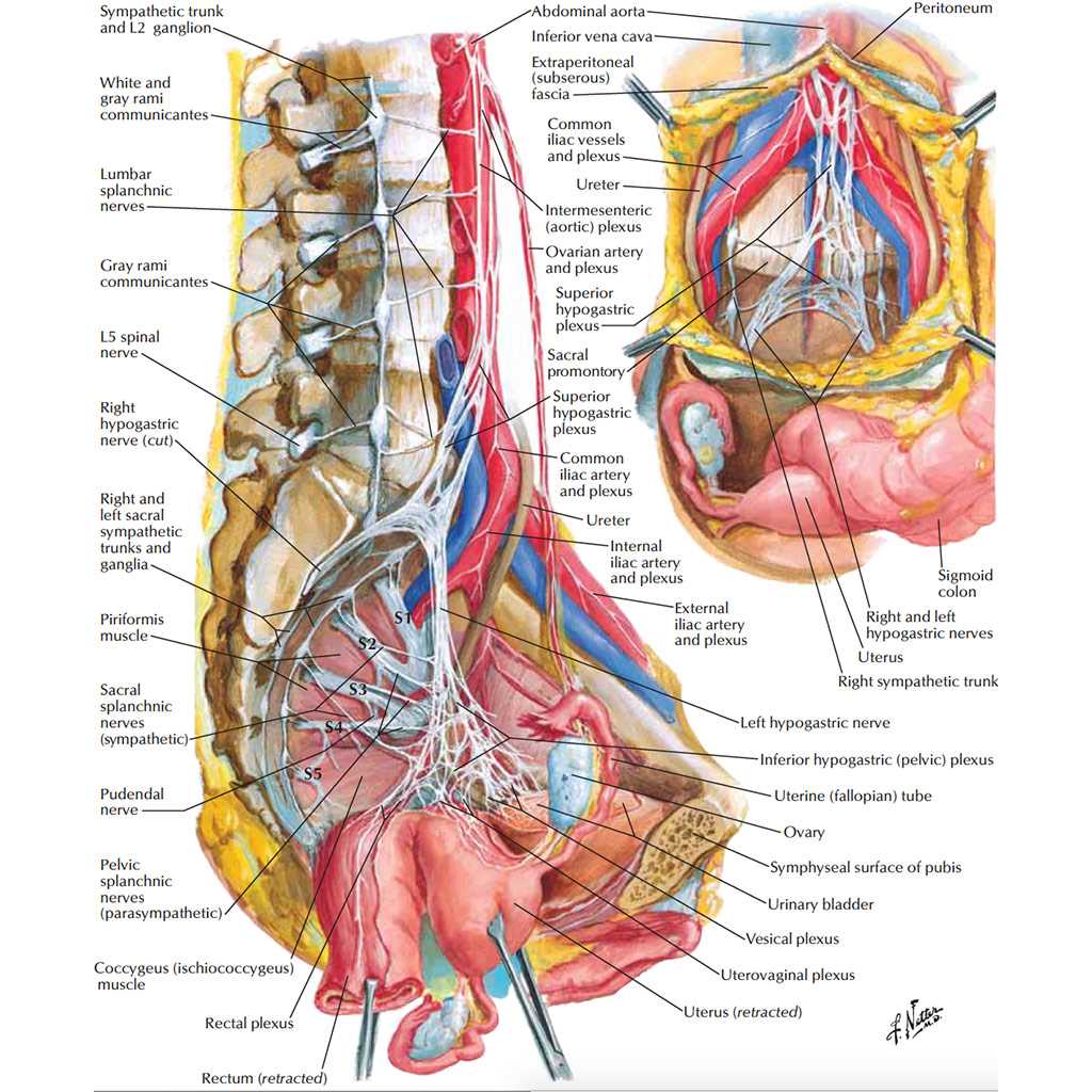 parts of female body diagram