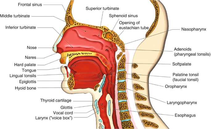 parts of the throat and neck diagram