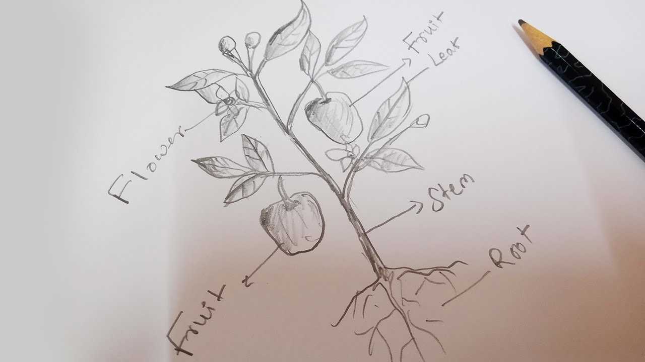 pencil parts diagram