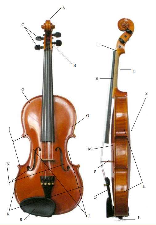 upright bass parts diagram