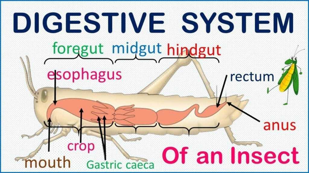 parts of an insect diagram