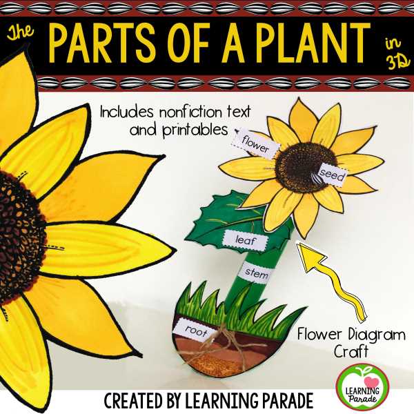 parts of a sunflower diagram