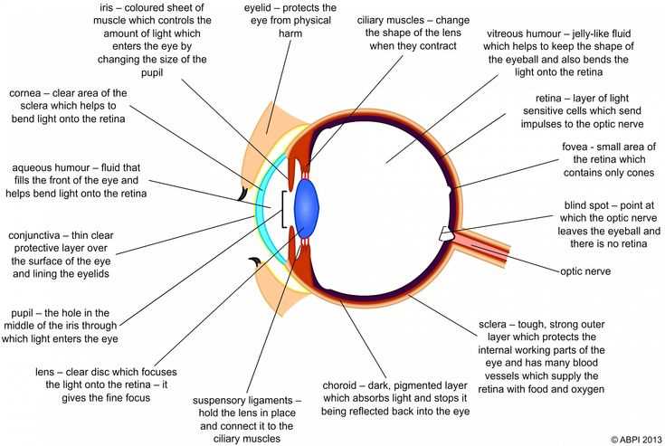 parts of the human eye diagram